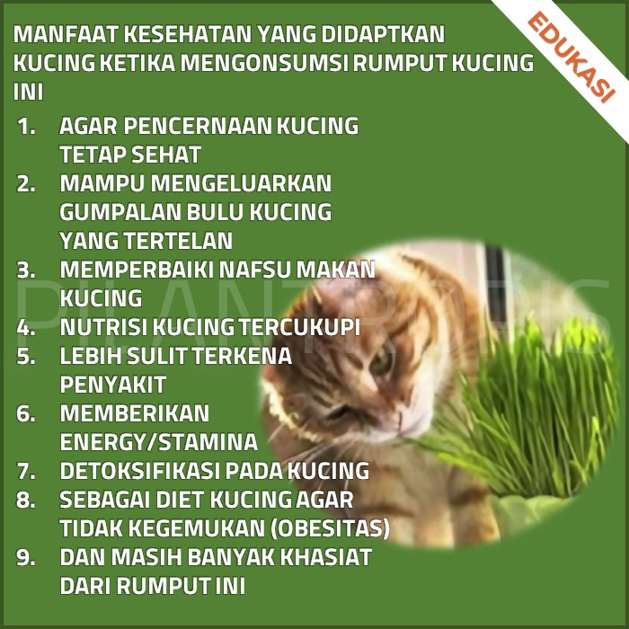 BENIH RUMPUT GANDUM UNTUK KUCING 100GR BIBIT CAT GRASS MICROGREEN SEED BIIJ WHEATGRASS MURAH [COD]