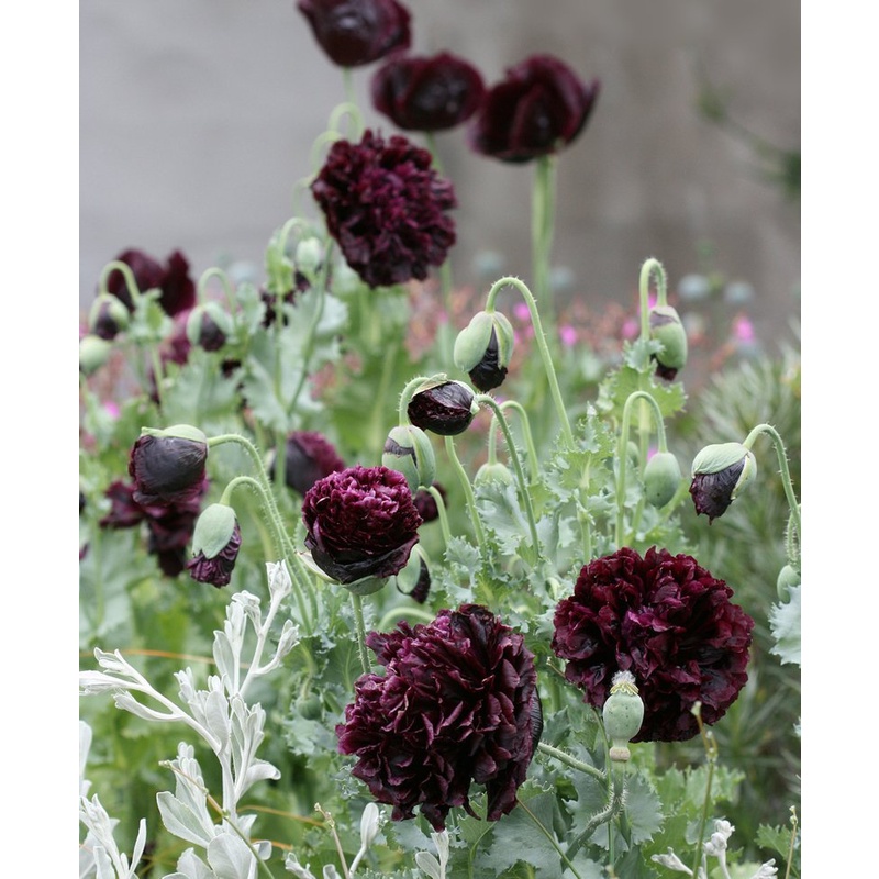 Benih Bibit Biji - Bunga Poppy Papaver Somniferum Black Peony Flower Seeds - IMPORT