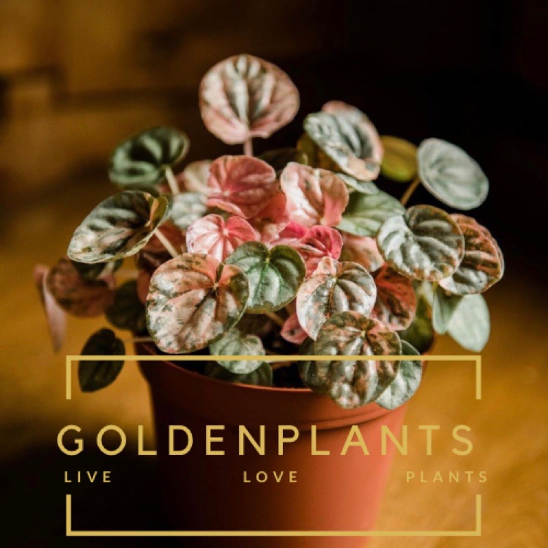 Bibit Tanaman Peperomia Pink Lady