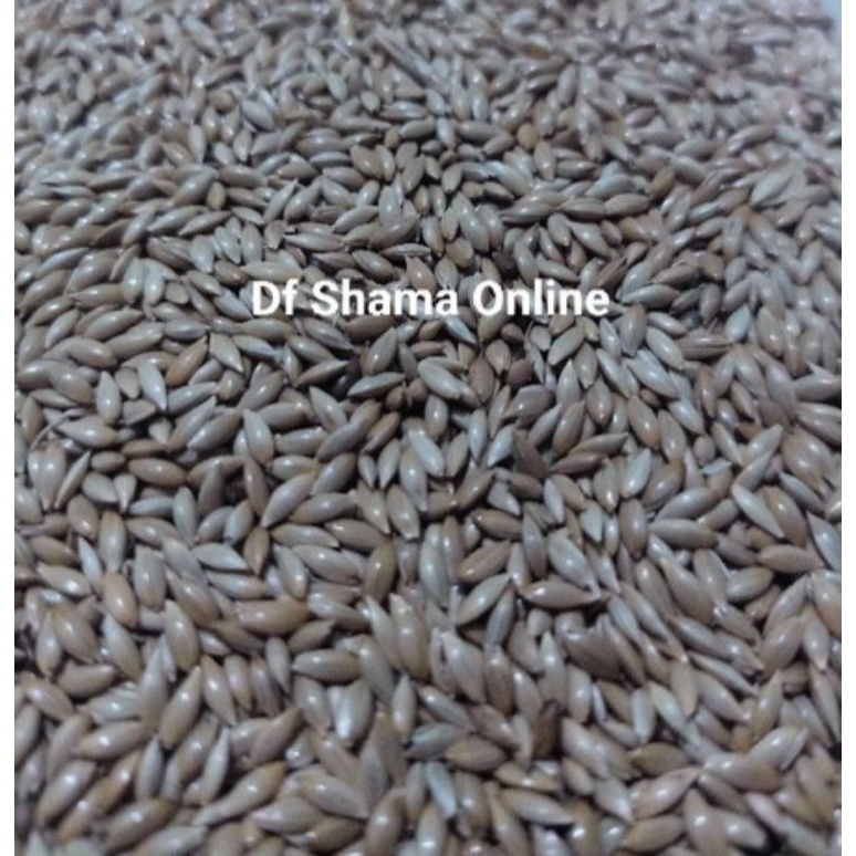 Canary Seed 25 Kg/1 Karung Kenari Seed Karungan Pakan Kenari