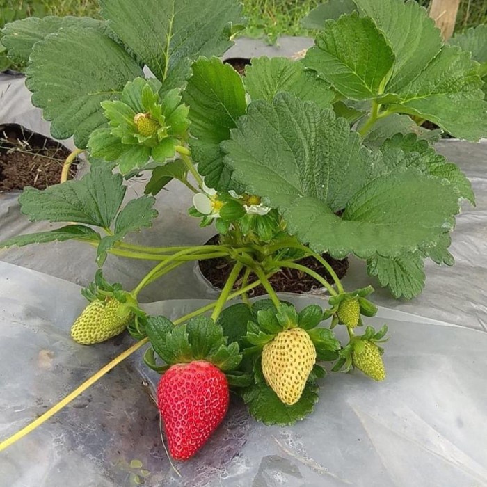 PAKET 5 TANAMAN STAWBERRY TANAMAN HIDUP TANAMAN HIAS  TANAMAN BERBUNGA TANAMAN BERBUAH AF Tanaman Buah Strawberry Australia Jumbo - Bibit Pohon Strawbery
