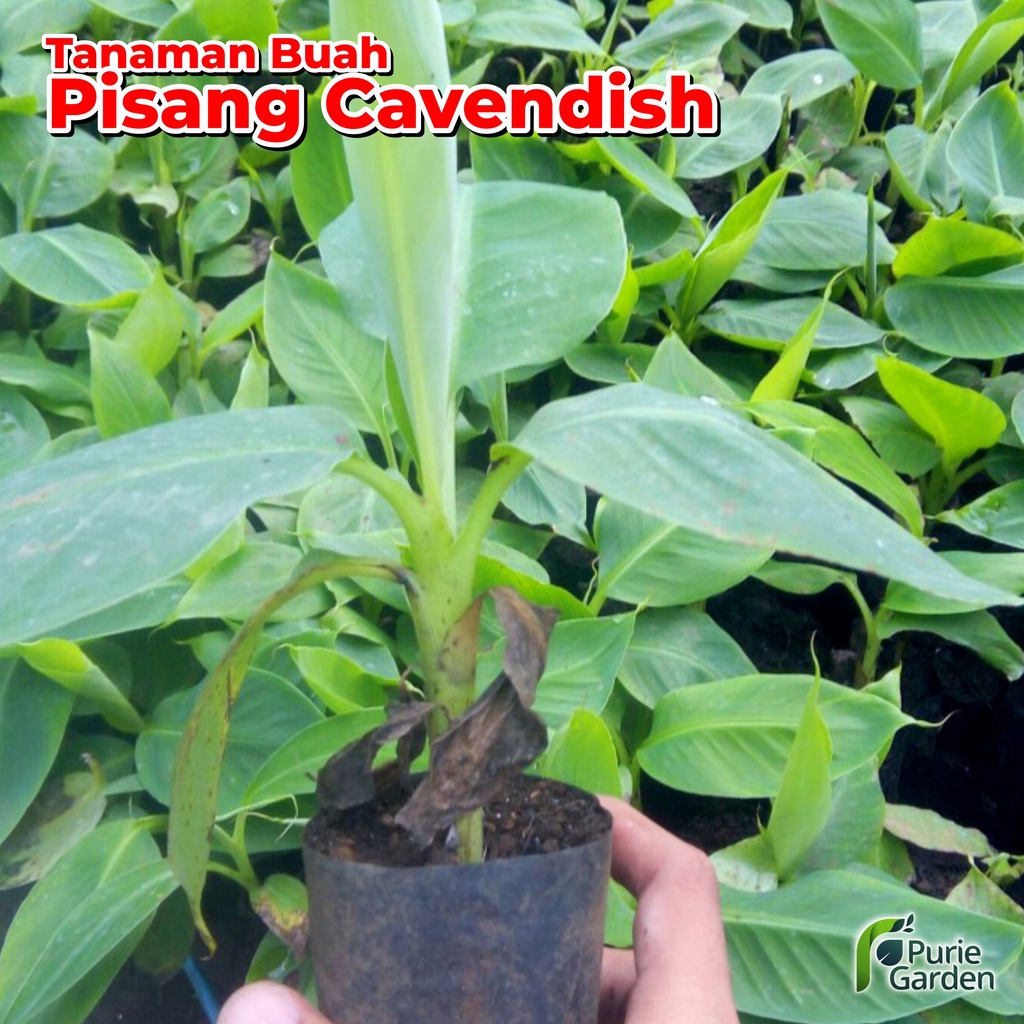 Bibit Tanaman Buah Pisang Cavendish Siap Tanam PG KDR