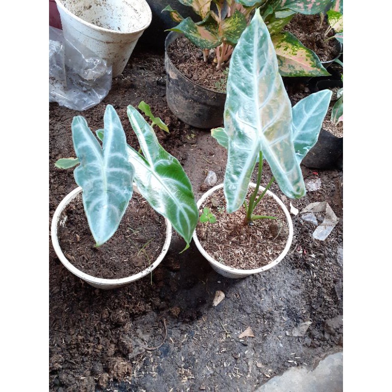 ALOCASIA LONGILOBA