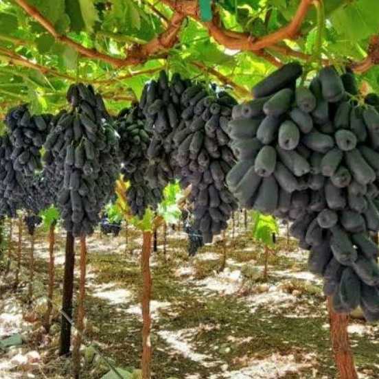 Bibit Anggur Import Moondrop Super Unggul