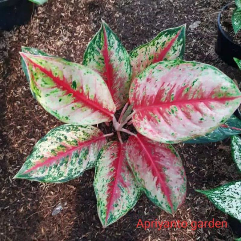 Aglonema Sweet Dream