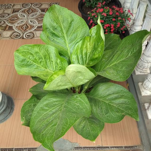 Seedling Biji Tanaman Hias Anthurium Jemani Cobra Katalog