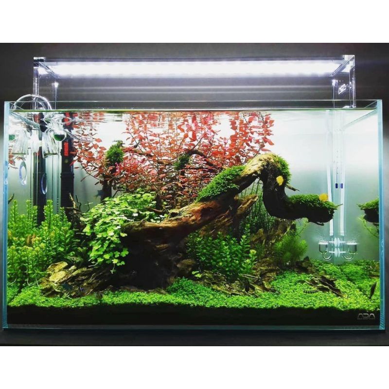 Paket Tanaman Aquascape Hidup - Tumbuhan Air Hias Aquarium