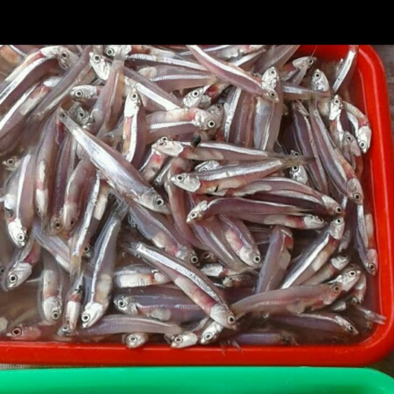 

Ikan Teri Segar 500gr