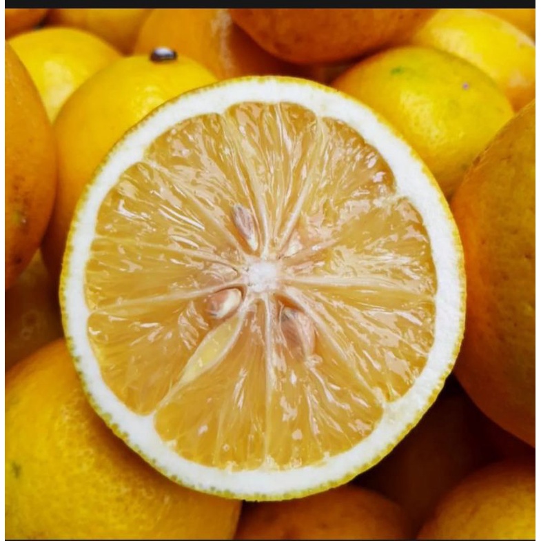

lemon Kalifornia fresh500gr
