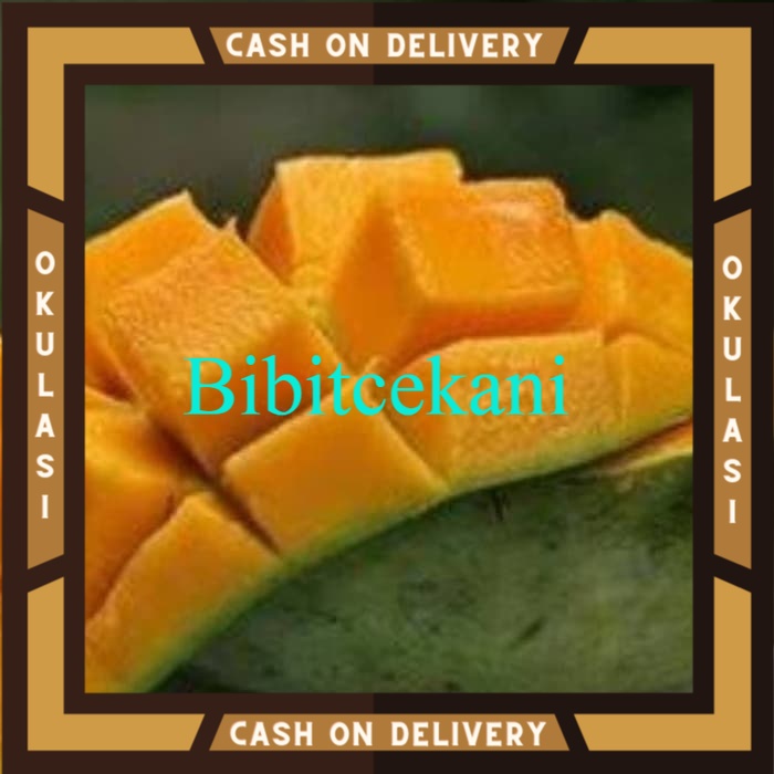 Bibit Buah mangga manalagi Okulasi Cepat Berbuah