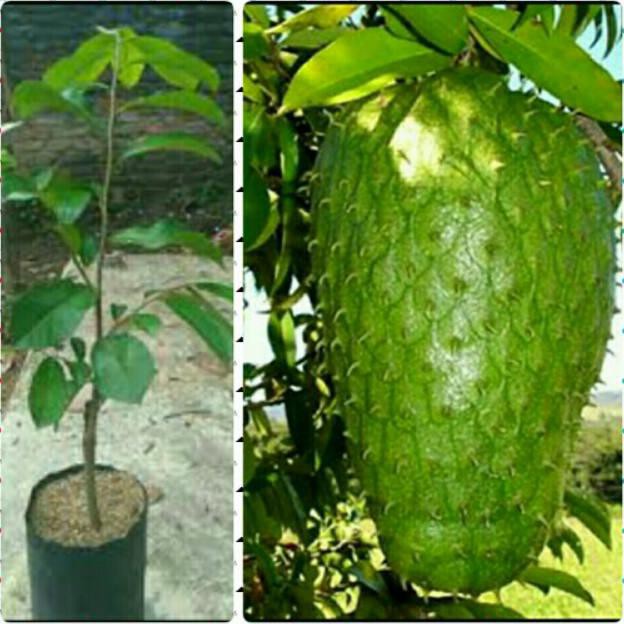 OXY BIBIT SIRSAK MADU JUMBO 2 BTNG GRATIS 1 BIBIT BUAH NAGA MERAH