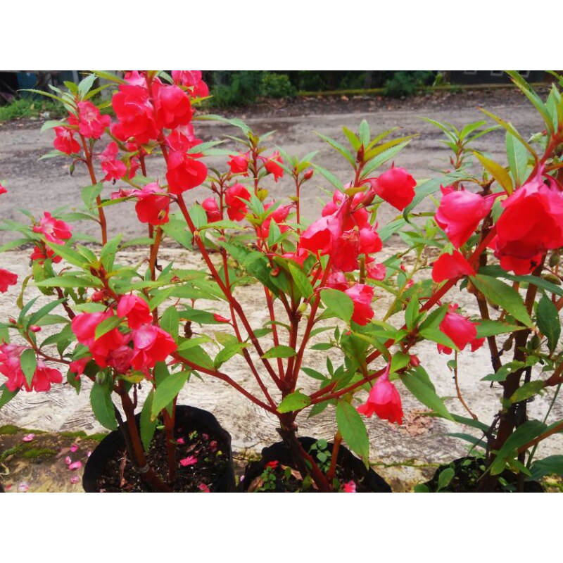 Biji tanaman pacar kuku/pacar air isi 50 biji