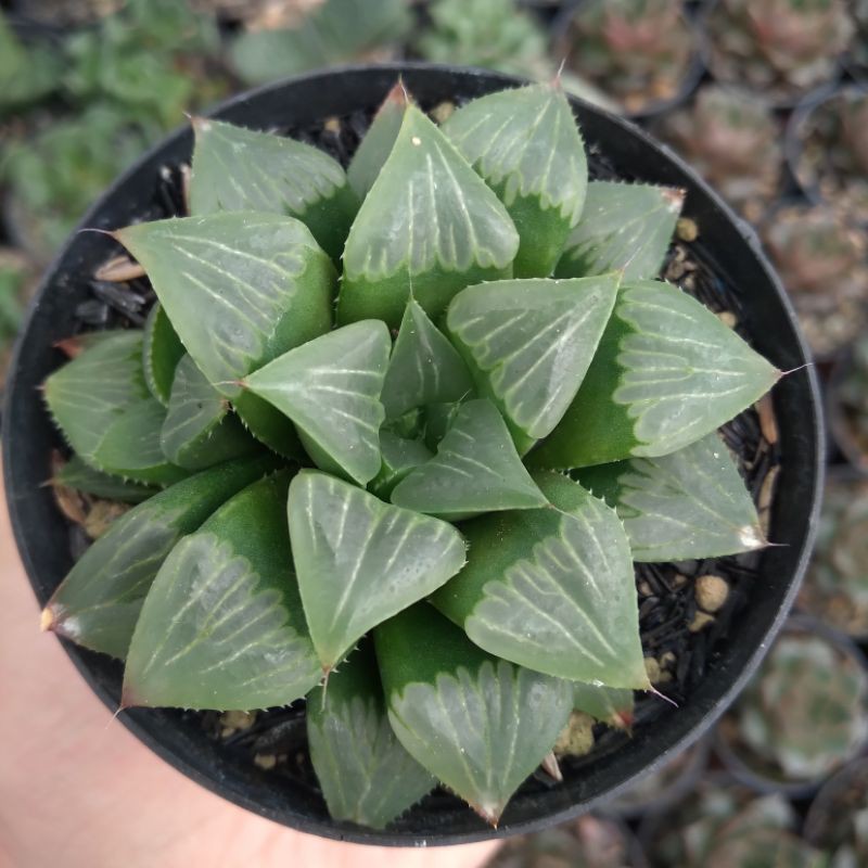Haworthia Retusa Mini