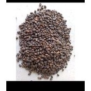 Bibit Benih Kangkung Bangkok Biji Kangkung