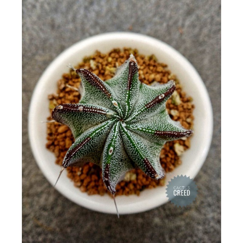 Astrophytum capricorne var. niveum seedling