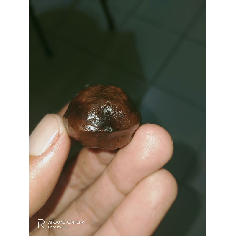 Kemiri atau Muncang Adu Jenis Pedang Tangkil