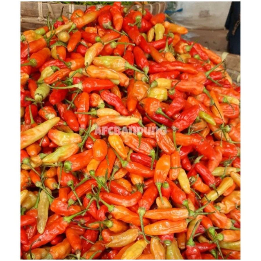 Cengek Domba Merah 100gr Cabai Domba Cabe Rawit Merah 1 ons