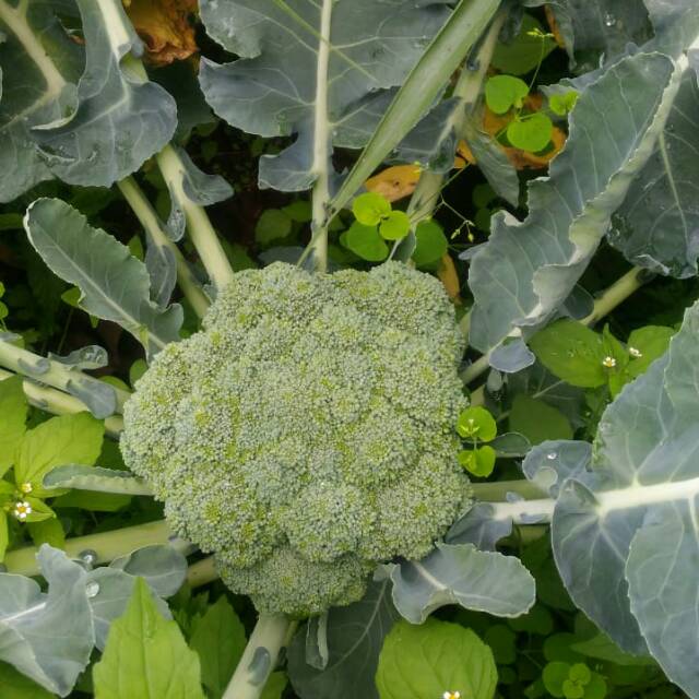 

Brokoli