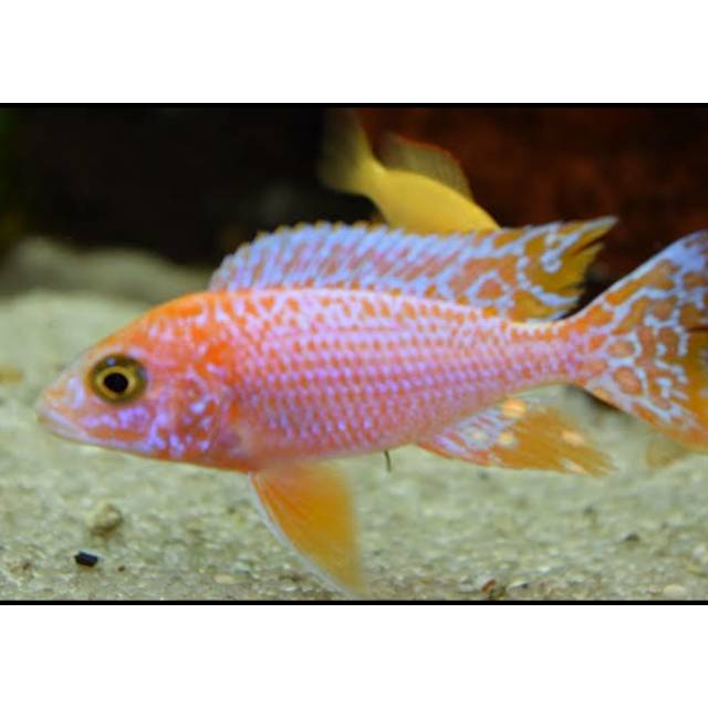 Aulonocara Dragon blood | Malawi Cichlid