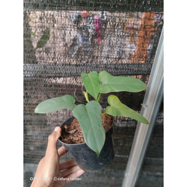 tanaman philodendron violin silver/tanaman hias violin/violin silver