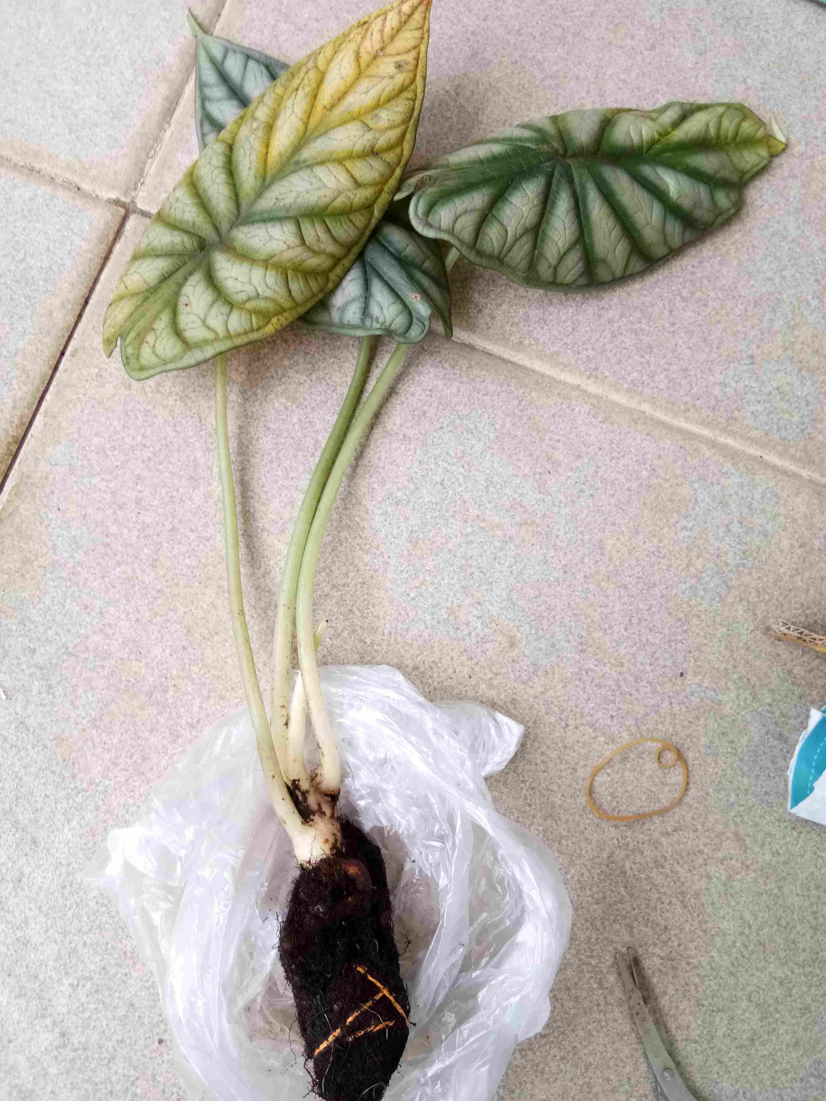 Alokasia Dragon Scale