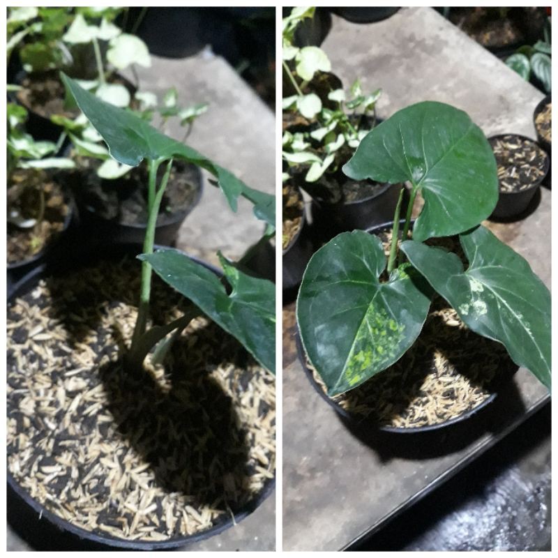 Tanaman Hias - Syngonium Variegata Kuning - Bahan Variegata Kuning