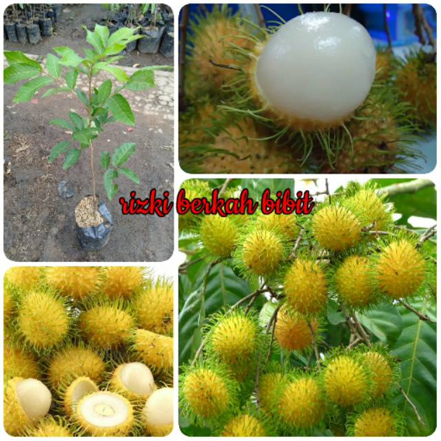 Bibit Tanaman Rambutan Gading Kuning