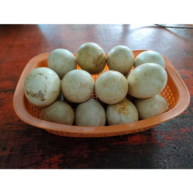 

TELUR ANGSA BUNGKAR