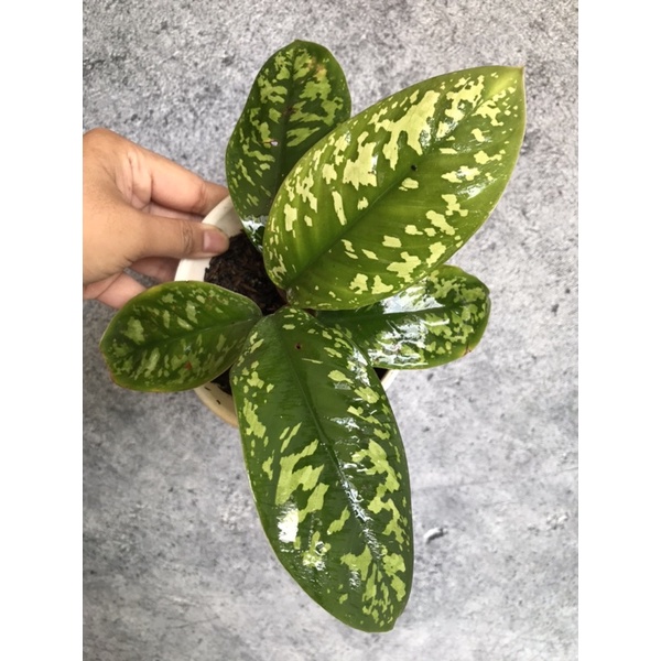 Homalomena wallisii army