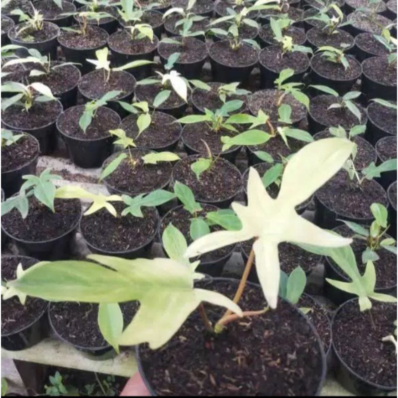 Florida ghost  merpati varigata