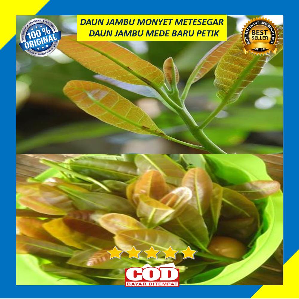 Daun Jambu Monyet 250 GRam Segar Pupus Jambu Mede Pohon Jambu Mete Segar Baru Petik