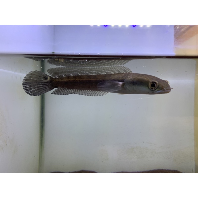 ys 15-16cm bar 4/4 simet rapi