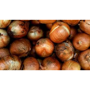 

Bawang Bombai / Bombay