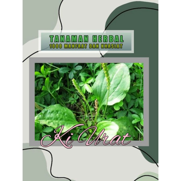 

OBAT ALAMI TRADISIONAL KI URAT FRESS