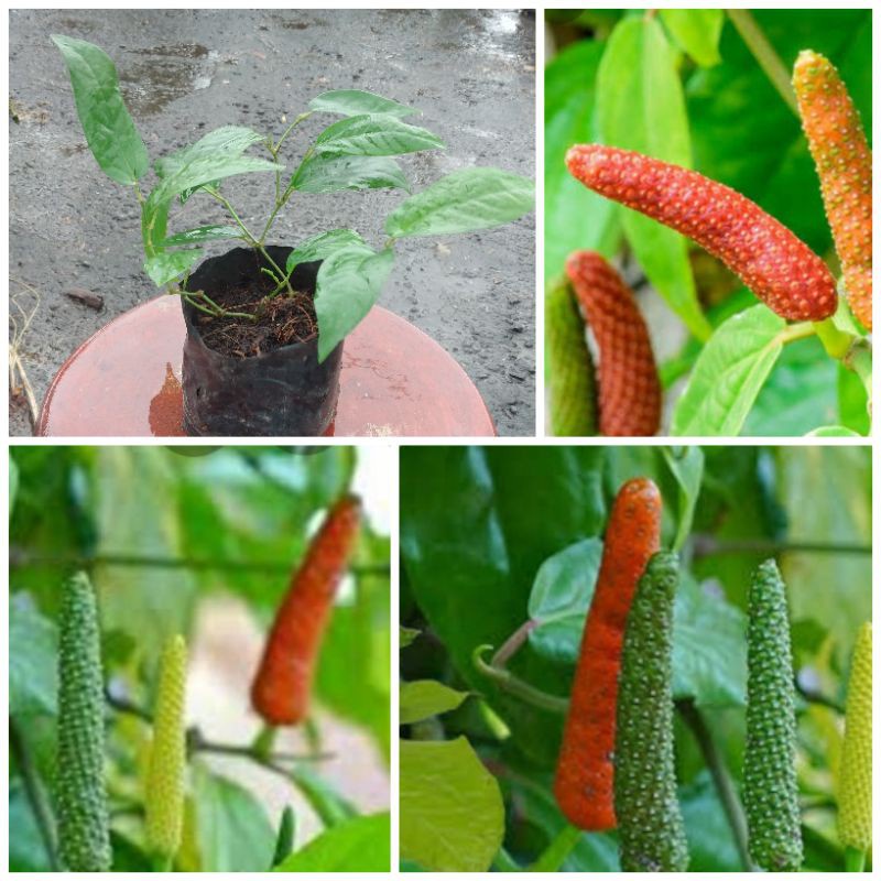 ID KEDAI BENIH BIBIT CABE JAWA ~ 10 BIJI