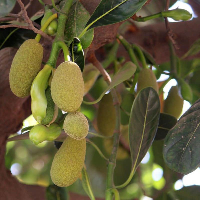 

babal pentil nangka 1kg Hasil Kebun Sendiri