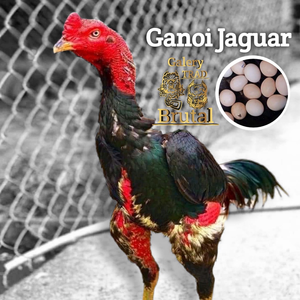 ayam ganoi jaguar vietnam ori telur fertil aduan