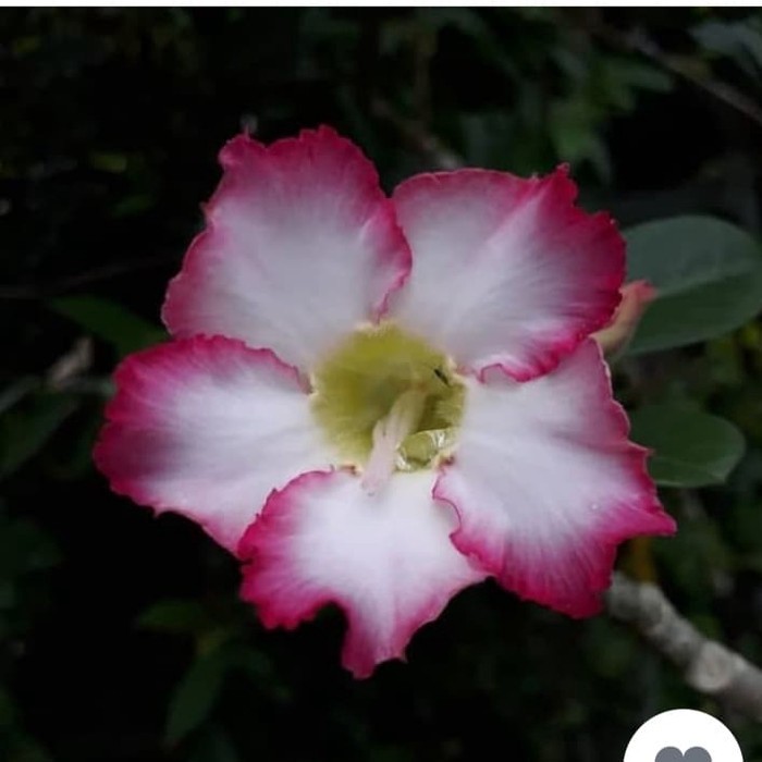 

bibit bunga adenium obesum/bunga tumpuk kamboja jepang