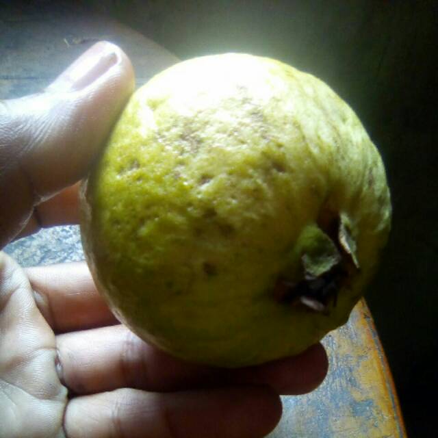 

Buah jambu merah