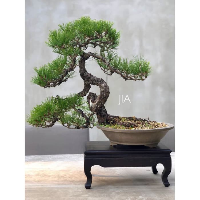 Amefurashi Benih Biji Pohon Japanese Black Pine Cocok Untuk Bonsai Seed