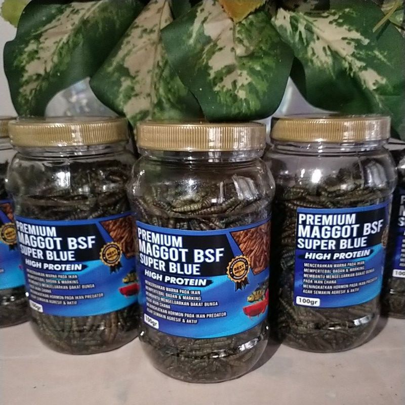 Maggot 100gr Premium Super Blue(Pakan ikan Chana,Louhan,Oscar,Koi,Pbass ,Arwana )