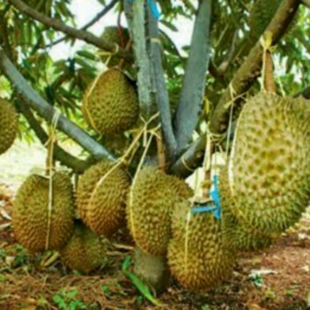 Unduh 87 Gambar Durian Jumbo Keren Gratis HD