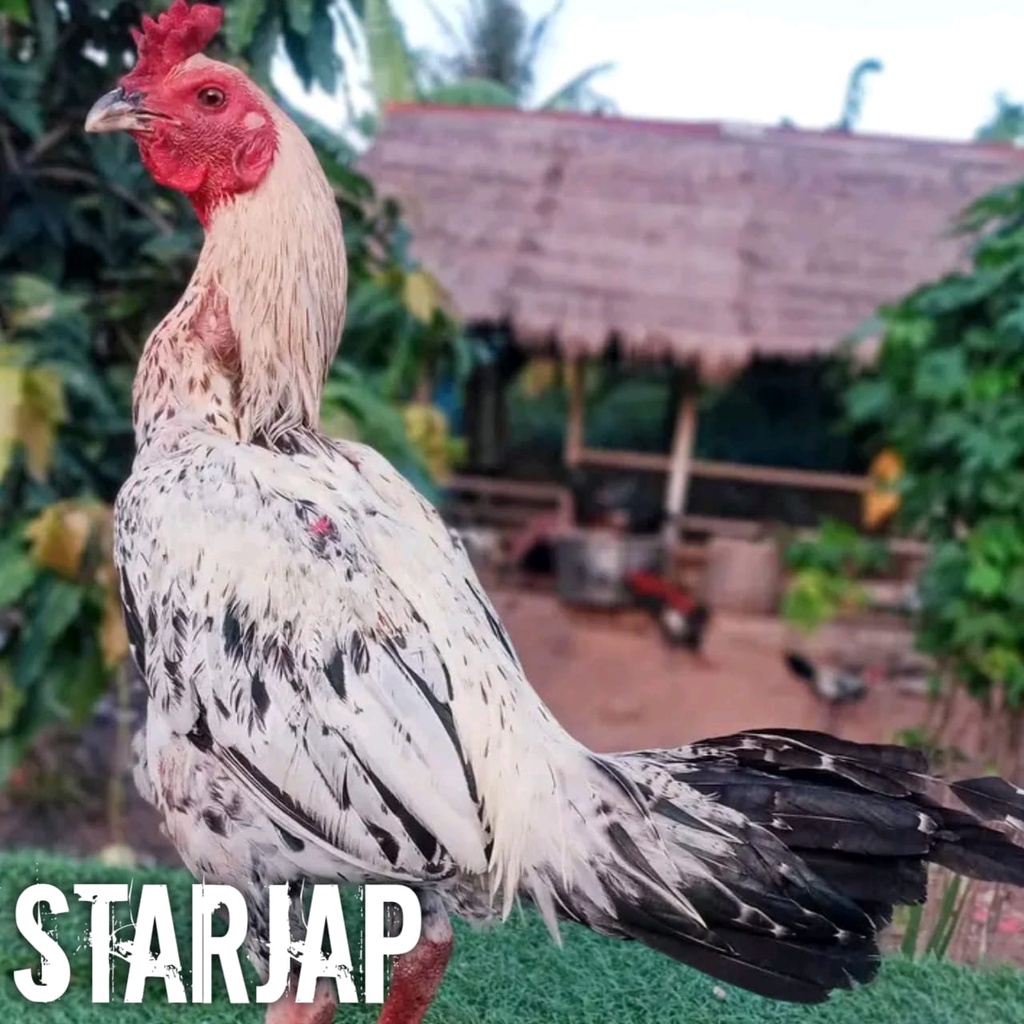 ayam bangkok mangon telur fertil