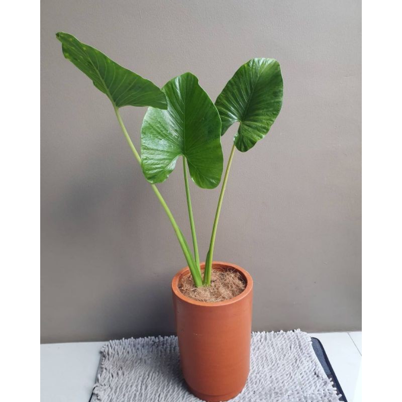 TANAMAN HIAS ALOKASIA ALBA  ALOKASIA GIANT ELEPHANT ALOKASIA SPESIAS JAWA