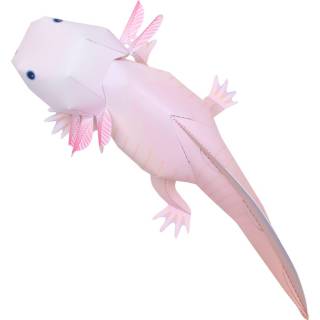 Jual Axolotl Papercraft Indonesia Shopee Indonesia