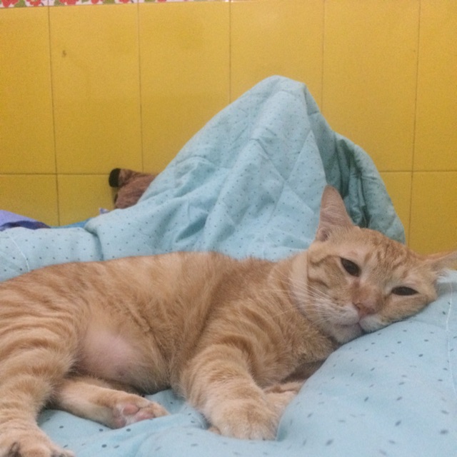Kucing sehat gembul