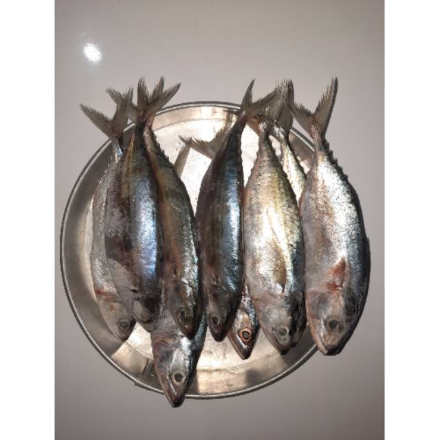 

Ikan kembung segar beku
