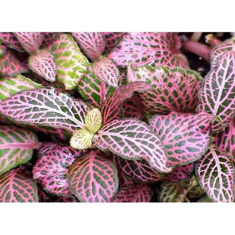 BENIH TANAMAN HIAS FITTONIA PINK JUANITA BUNGA GANTUNG. IMPORT