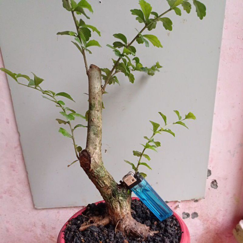 Bahan bonsai mame hokianti / hokiantea lokal / sidogurih REALPIC