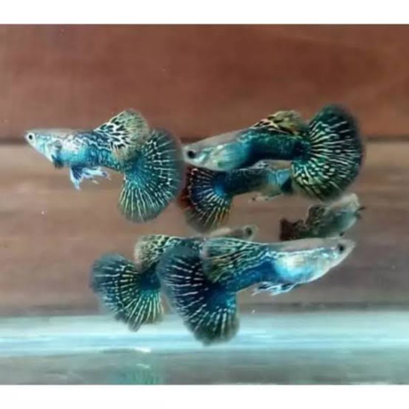 Ikan Hias Guppy Blue Dragon Halfmoon
